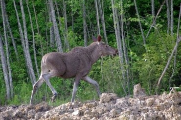 Зейский заповедник Зейский муниципальный округ