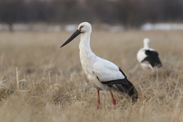 Хинганский заповедник