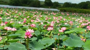 Озеро лотосов с. Липовка Тамбовский административный округ