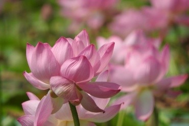 Хинганский заповедник