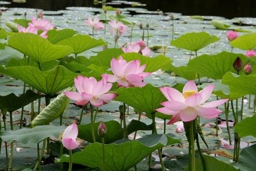 Озеро лотосов с. Липовка Тамбовский административный округ