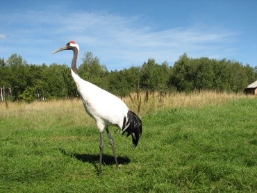 Хинганский заповедник