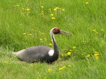 Хинганский заповедник