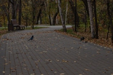 Первомайский парк культуры и отдыха г. Благовещенск