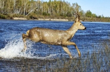 Норский заповедник