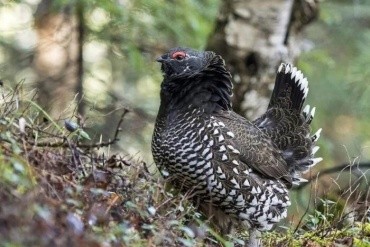 Зейский заповедник Зейский муниципальный округ