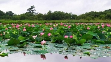 Озеро лотосов с. Липовка Тамбовский административный округ