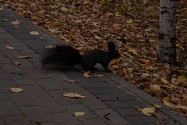 Первомайский парк культуры и отдыха г. Благовещенск
