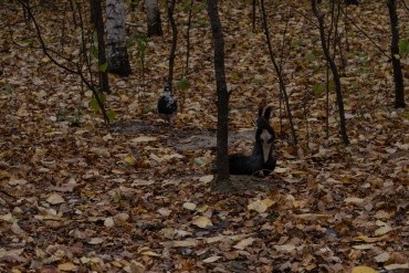 Первомайский парк культуры и отдыха г. Благовещенск