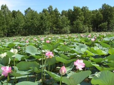 Хинганский заповедник