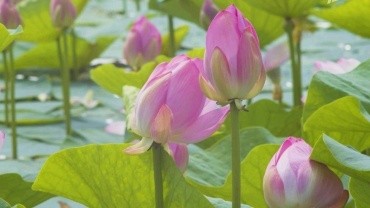 Озеро лотосов с. Липовка Тамбовский административный округ